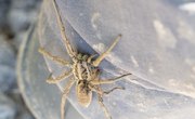 Big Native Spiders in Wisconsin