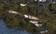What Eats Harp Seals?