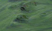 Types of Eutrophication