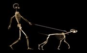 The Skeletal System of Mammals
