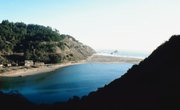 Plants in Estuary Biomes