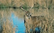 How to Preserve Deer Hides