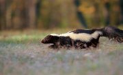 How Long Does it Take for Skunk Smell to Go Away?