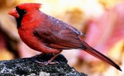 Different Species of Cardinal Birds