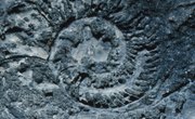 What Different Types of Fossils Are There?