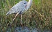 Wetland Plants & Wildlife