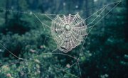 How to Make a Diorama of a Spider Habitat