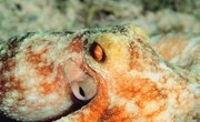 What Type of Animal Is an Octopus?