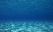 Fun Facts on the Ocean Floor