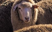 How to Tan Sheep Hides