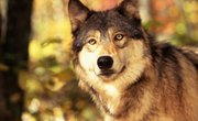 Wolves That Live in Temperate Grasslands