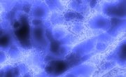 Characteristics of a Single-Celled Organism