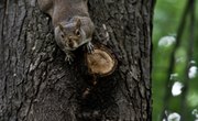 How to Find Squirrel Nests