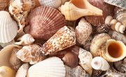 How to Identify Seashells on the Atlantic Coast