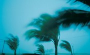 Who Is Required to Have a Windstorm Insurance Policy in Florida?