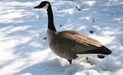What Are Signs That Geese Are Mating?