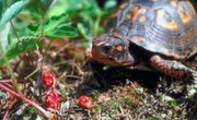Plants That Are Poisonous to Box Turtles