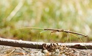 What Predators Eat the Walking Stick Insect?