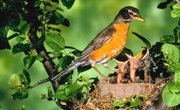 What Are Traits of the Robin?