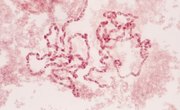 A List of Five Characteristics of Chromosomes