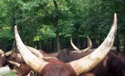 Types of Bulls & Cattle