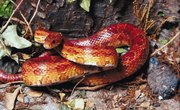 Nonpoisonous Snakes in Georgia