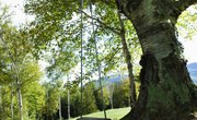 Massachusett's Homeowners Rights on Trees Overhanging Property Lines