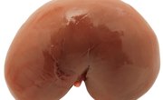 Easy Kidney Science Projects