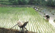 Parts of a Rice Plant