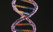 How to Make a DNA Model Out of Beads & Straws