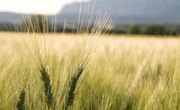 The Difference Between Hard & Soft Wheat