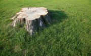 How to Pull Tree Stumps With a Tractor