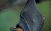 What Eats a Bat in the Rainforest?