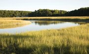 Landforms of the Wetlands