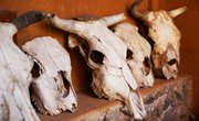 How to Clean Cow Skulls