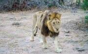 The Natural Environment of African Lions