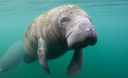 Life Cycle of a Manatee