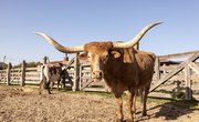 How to Raise Texas Longhorn Cattle for Beef