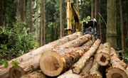 Logging and its effect on the ecosystem