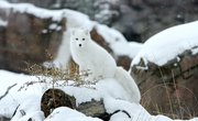 List of Animals in the Arctic