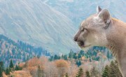 What Are Cougars' Enemies?