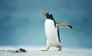 About the Animals From Antarctica