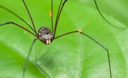 Common Spiders in Massachusetts