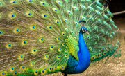 Peacocks of Florida
