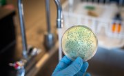 What Types of Bacteria Produce Endospores?