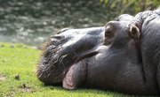 Facts About Hippos