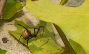 How to Identify Brown Spiders