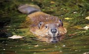 What Adaptations Do Beavers Have to Survive?