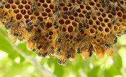 What Bees Make Nests in Trees?