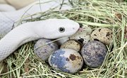 How to Identify Snake Eggs